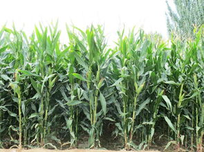我县玉米新品种隆丰211通过河北省品种审定